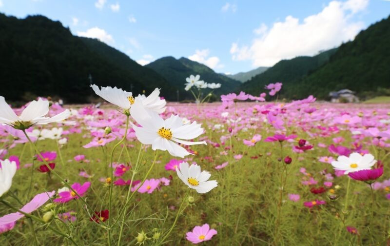 Cánh đồng hoa Kiyozumi