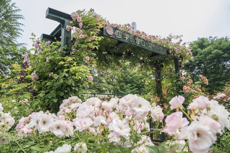 Vườn hồng Shiki no Kaori