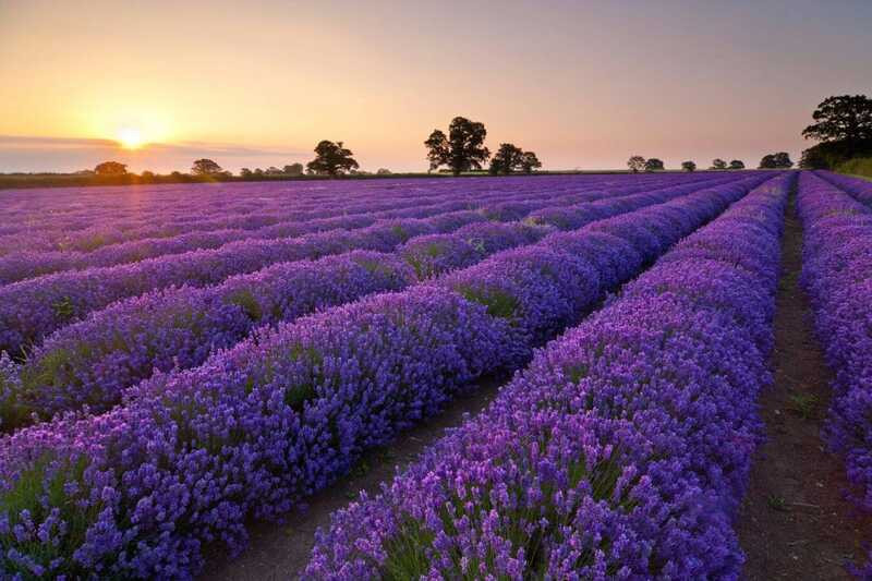 Hoa lavender 