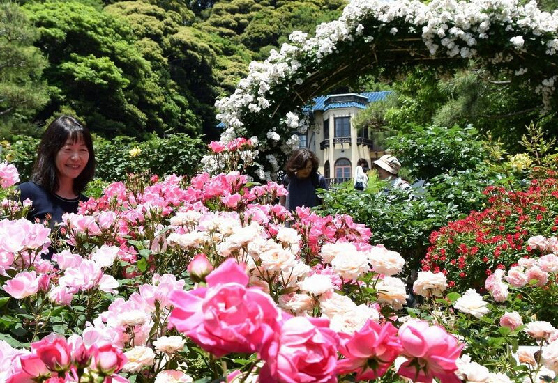 Vườn hồng tại bảo tàng văn học Kamakura