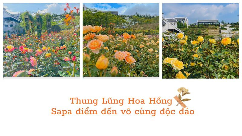 Trăm hoa đua nở ở Thung Lũng Hoa Hồng