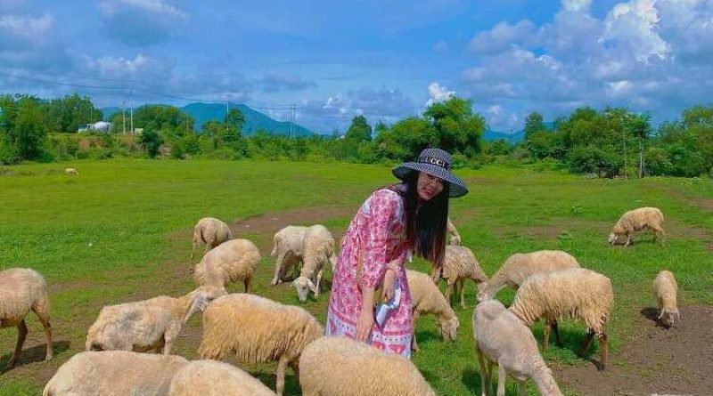 Check-in tại Đồng Cừu Suối Nghệ