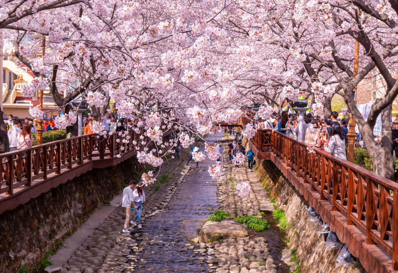 Hàn Quốc mùa xuân